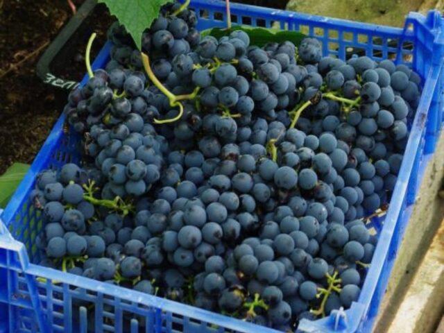 Grape variety Agat Donskoy: photo and description, reviews