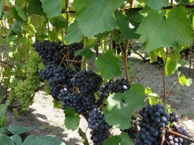 Grape variety Agat Donskoy: photo and description, reviews