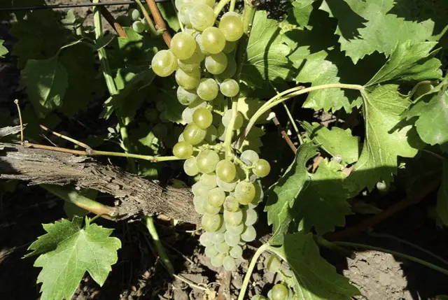 Grape variety Bianca: description, photo, reviews, video