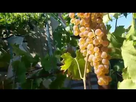 Grape variety Bianca: description, photo, reviews, video