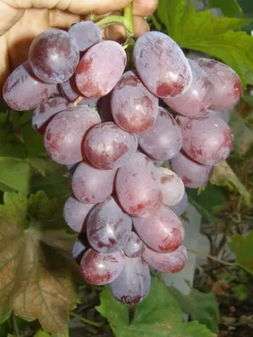 Grape variety Bogatyr: photo and description, reviews