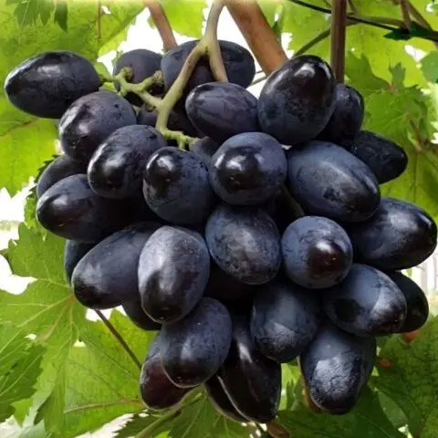 Grape variety Bogatyr: photo and description, reviews