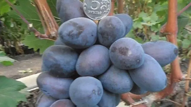 Grape variety Bogatyr: photo and description, reviews