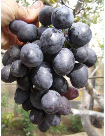 Grape variety Bogatyr: photo and description, reviews