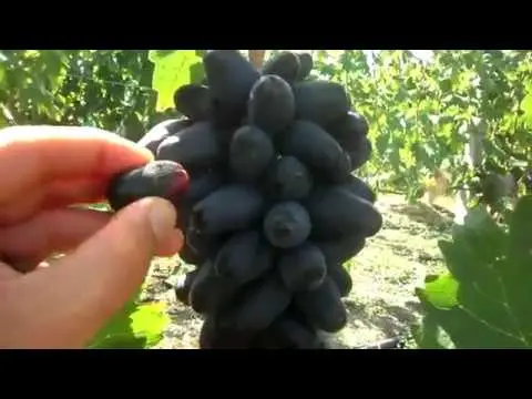 Grape variety Bogatyr: photo and description, reviews