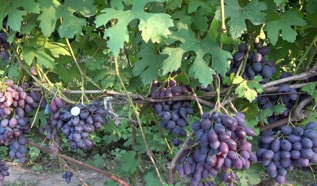 Grape variety Catalonia: description, photo, reviews, video