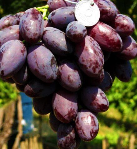 Grape variety Catalonia: description, photo, reviews, video