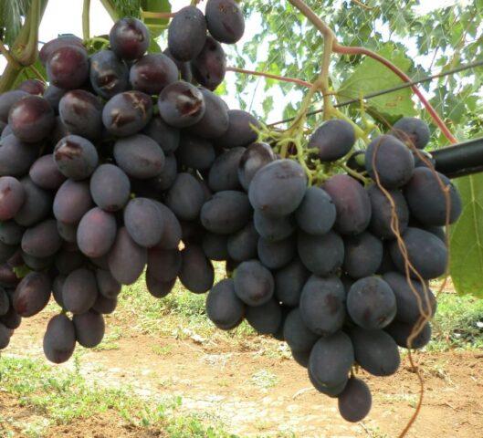 Grape variety Catalonia: description, photo, reviews, video