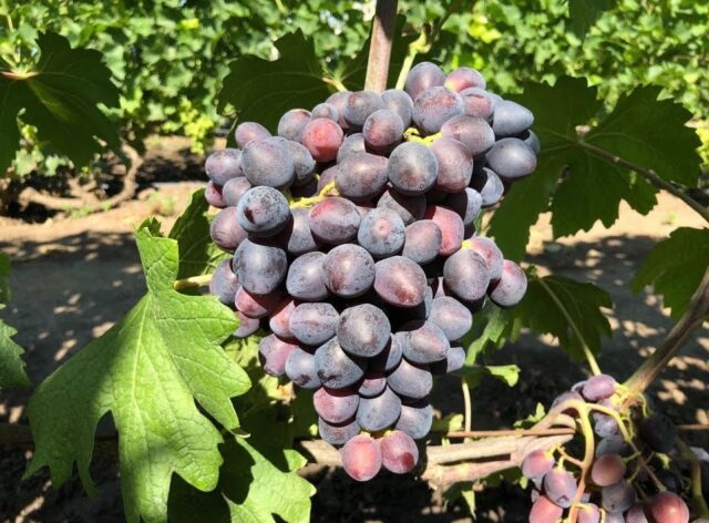 Grape variety Catalonia: description, photo, reviews, video