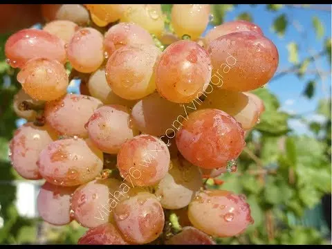 Grape variety Chameleon: description, photo, reviews, video