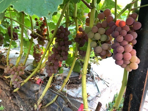 Grape variety Einset Sidlis: photo and description, reviews