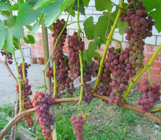 Grape variety Einset Sidlis: photo and description, reviews