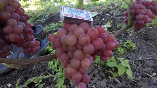 Grape variety Einset Sidlis: photo and description, reviews