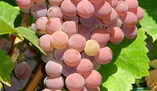 Grape variety Einset Sidlis: photo and description, reviews