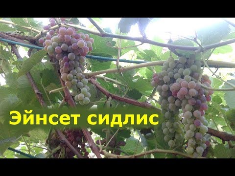 Grape variety Einset Sidlis: photo and description, reviews