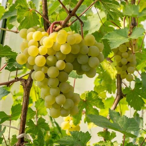 Grape variety Frumoas Alba: reviews and description