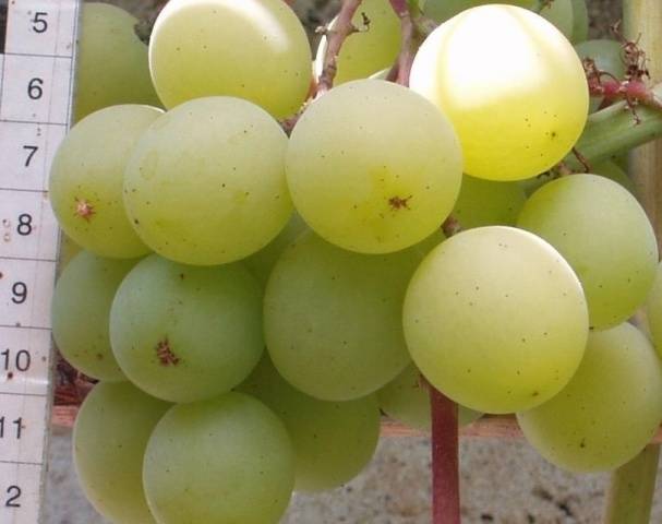 Grape variety Frumoas Alba: reviews and description