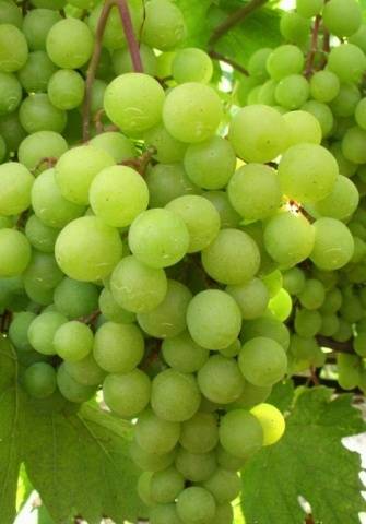 Grape variety Frumoas Alba: reviews and description