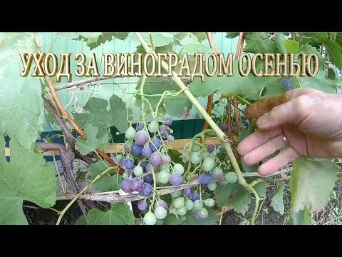 Grape variety Frumoas Alba: reviews and description