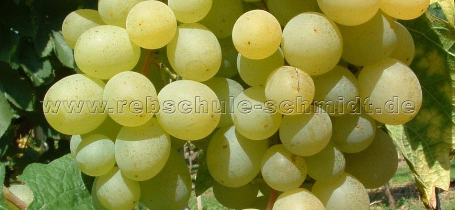 Grape variety Frumoas Alba: reviews and description