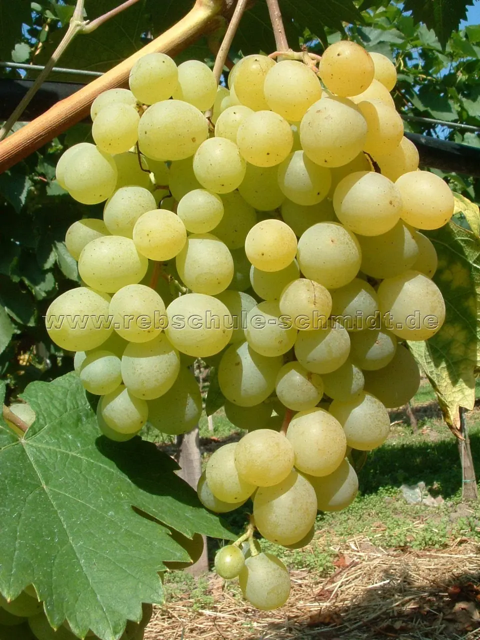 Grape variety Frumoas Alba: reviews and description