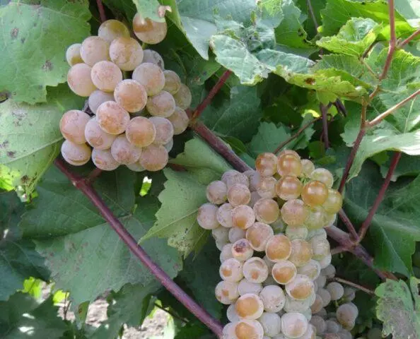 Grape variety Gift of Magarach: photo and description, reviews