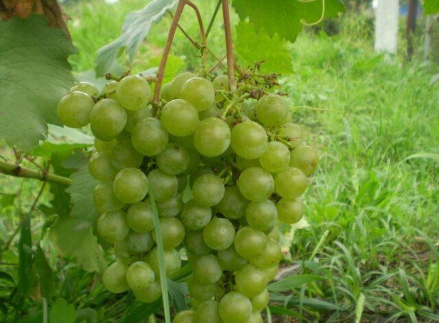 Grape variety Gift of Magarach: photo and description, reviews