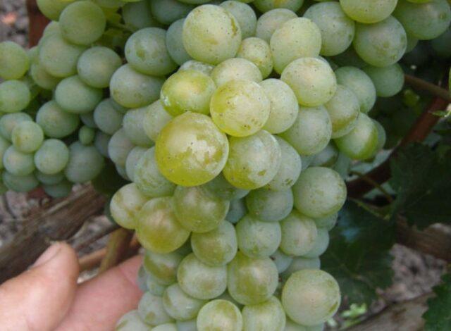 Grape variety Gift of Magarach: photo and description, reviews