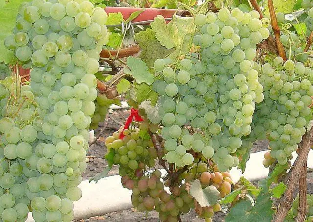 Grape variety Gift of Magarach: photo and description, reviews