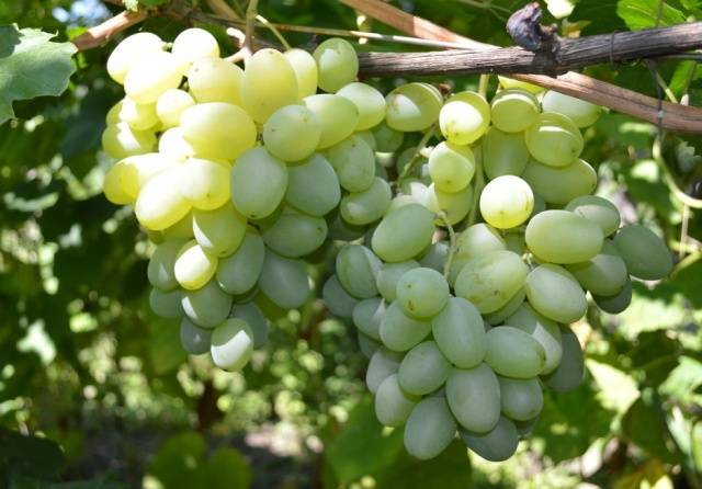 Grape variety Gift of Zaporozhye: photo and description