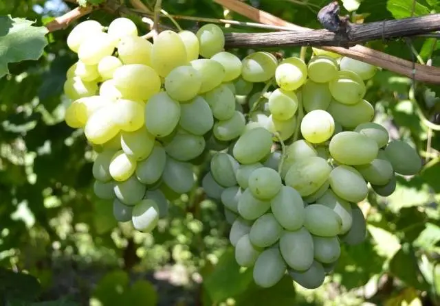 Grape variety Gift of Zaporozhye: photo and description