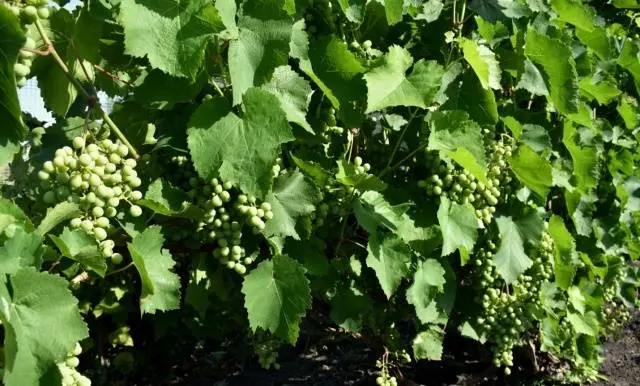 Grape variety Gift of Zaporozhye: photo and description