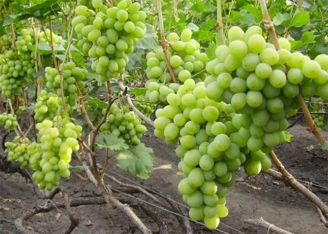 Grape variety Gift of Zaporozhye: photo and description