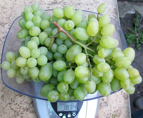 Grape variety Gift of Zaporozhye: photo and description