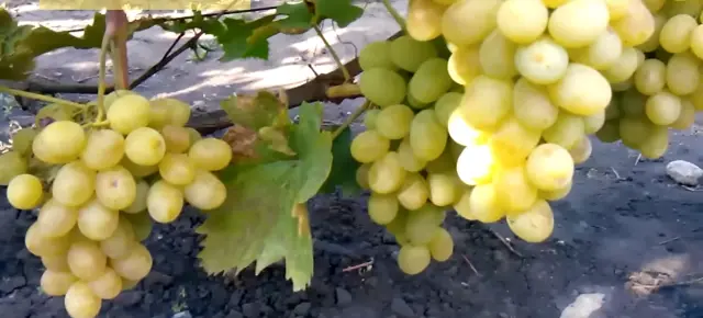 Grape variety Gift of Zaporozhye: photo and description