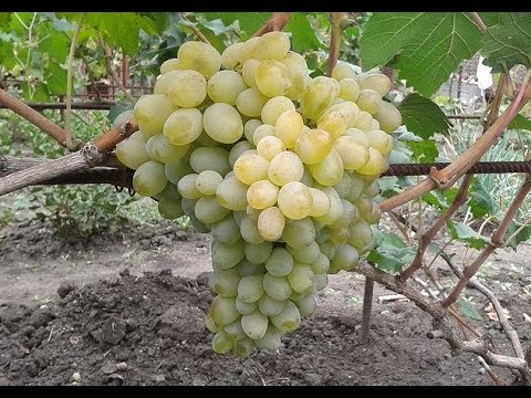 Grape variety Gift of Zaporozhye: photo and description