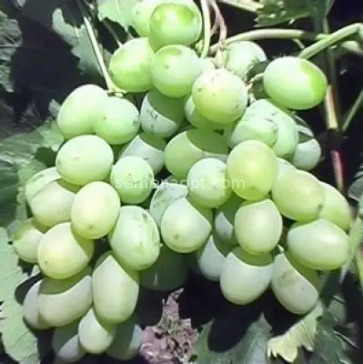 Grape variety Gift of Zaporozhye: photo and description