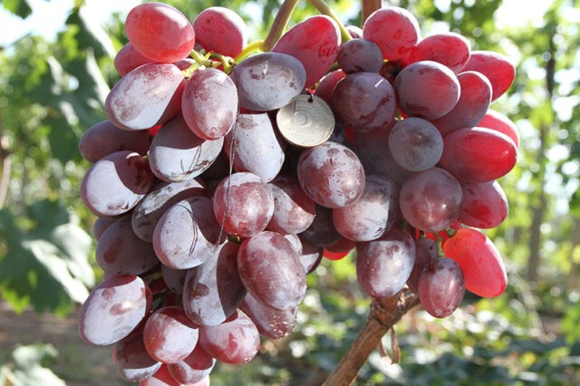 Grape variety Gift to Irina: photo and description, reviews