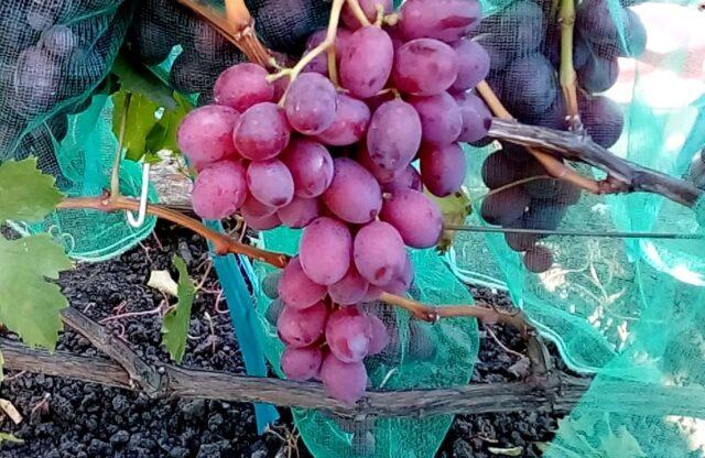 Grape variety Gift to Irina: photo and description, reviews