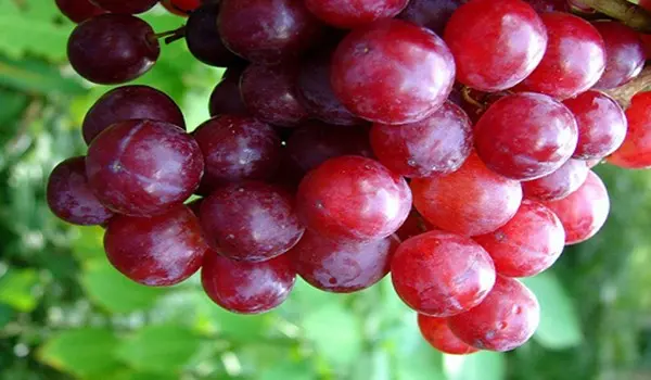 Grape variety Izyuminka: advantages and disadvantages of growing