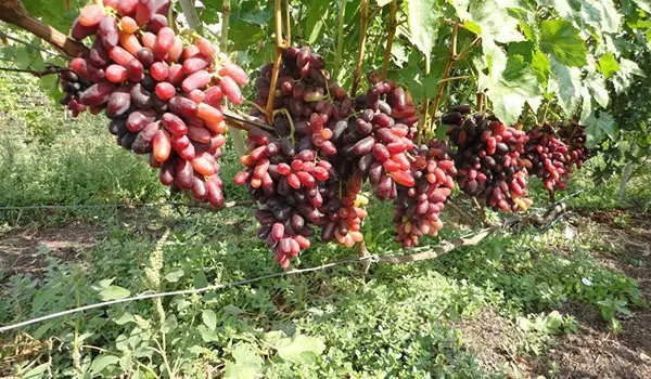 Grape variety Izyuminka: advantages and disadvantages of growing