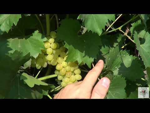 Grape variety kishmish GF-342