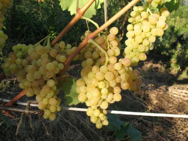 Grape variety kishmish GF-342