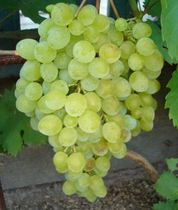 Grape variety kishmish GF-342