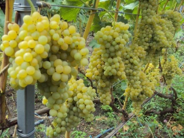 Grape variety kishmish GF-342