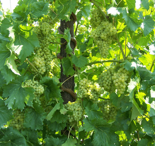 Grape variety kishmish GF-342