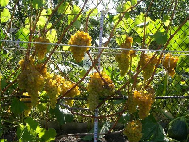 Grape variety kishmish GF-342