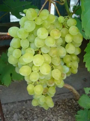 Grape variety kishmish GF-342