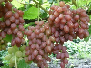 Grape variety kishmish radiant: description with photo