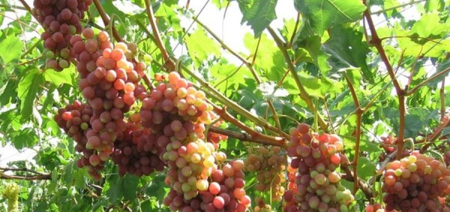 Grape variety kishmish radiant: description with photo